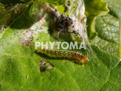 Choreutis nemorana